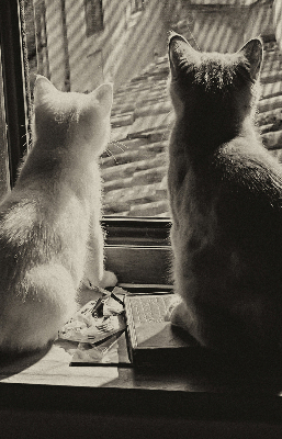 Roleta wewnętrzna Koty w oknie