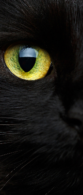 Roleta wewnętrzna Oczy kota