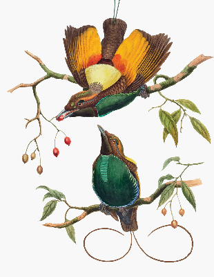 Roleta okienna Ptaki na gałęzi