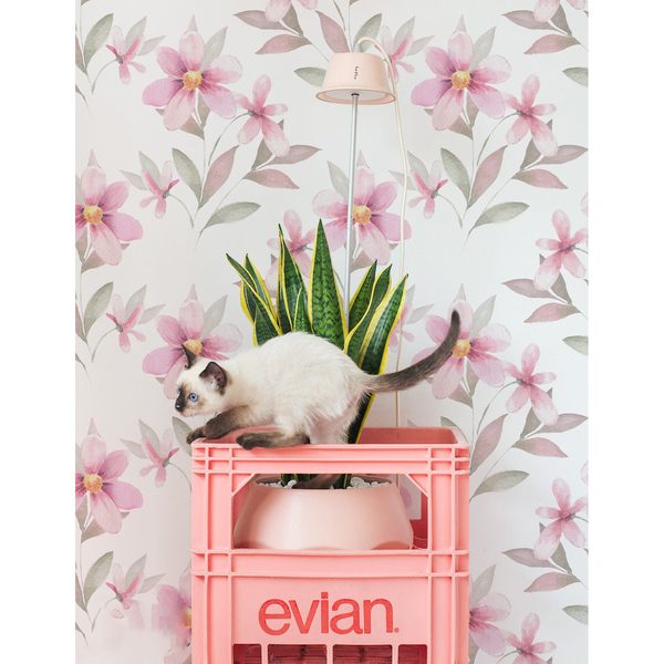 Fototapeta Rozważna i Romantyczna