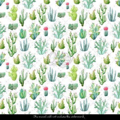 Fototapeta Malutkie Kaktusy na Białym Tle