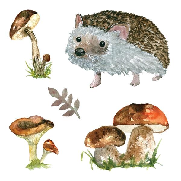 Naklejka na ścianę 80x124 Leśna kompozycja roślin i zwierząt w akwareli
