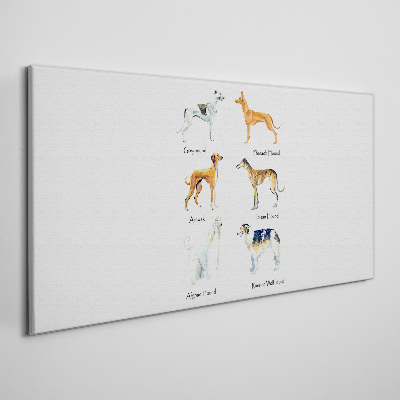 Obraz Canvas Rasy psów chrtów