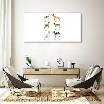 Obraz Canvas Rasy psów chrtów