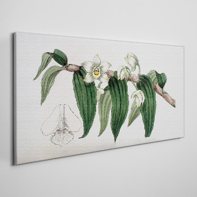 Obraz Canvas Rysunek kwiat gałąź orchidea