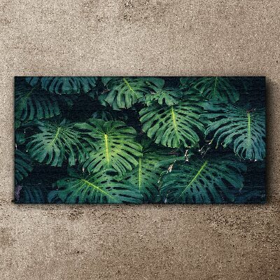 Obraz na Płótnie Tropikalna zieleń w liściach monstera