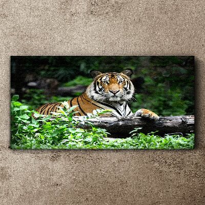 Obraz na Płótnie las zwierzę kot tygrys