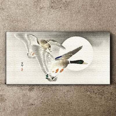 Obraz Canvas Zwierzęta Ptaki Kaczki