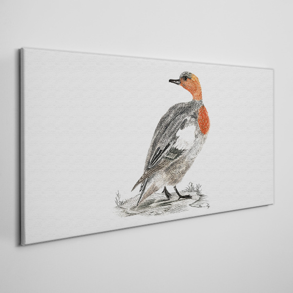 Obraz Canvas Rdzawoszyja kaczka na białym tle