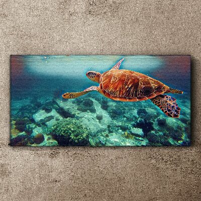 Obraz na Płótnie „Turtle in Tranquil Waters”