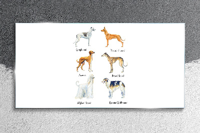 Obraz na Szkle psy zwierzęta