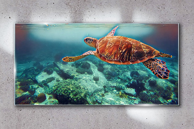 Obraz Szklany morze zwierzę żółw woda